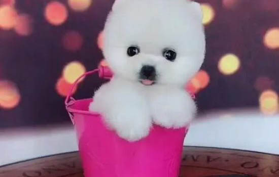 北京哪里有卖茶杯犬的