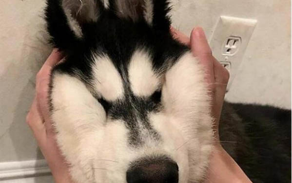 小狗得了细小病毒死了怎么办?