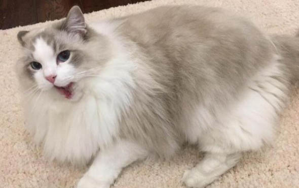 猫咪流眼泪怎么处理呢
