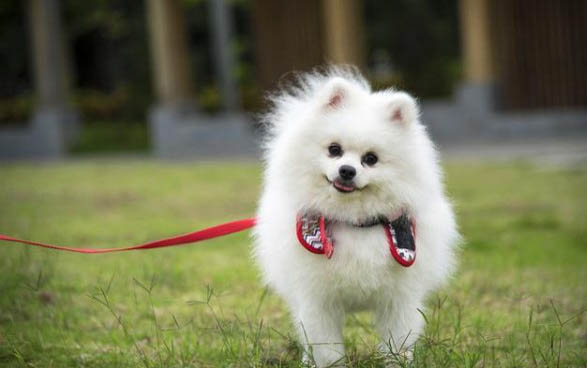 狗狗可以吃生日蛋糕上的奶油吗