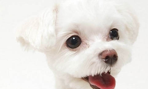 狗狗可以吃猪骨头吗