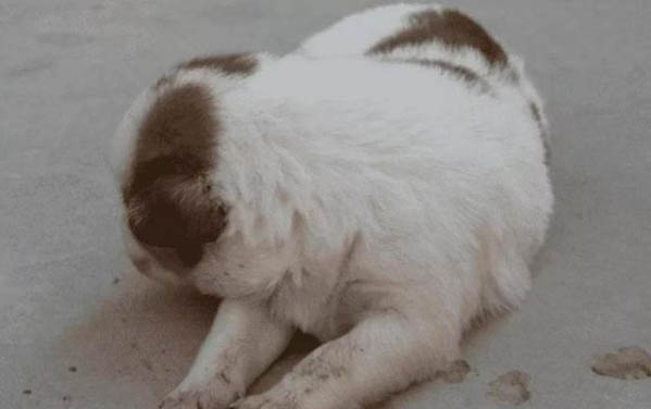 狗狗心脏病猝死症状有哪些