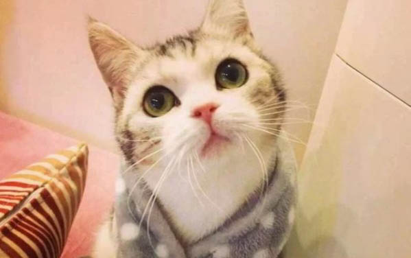 小猫呕吐未消化的猫粮是什么原因