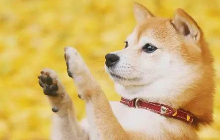 柴犬属于什么犬类