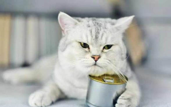 小猫如何人工喂奶