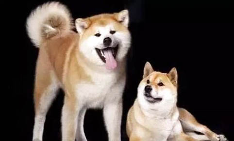 秋田犬可以养吗