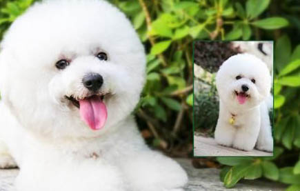 幼犬狗粮哪个牌子好