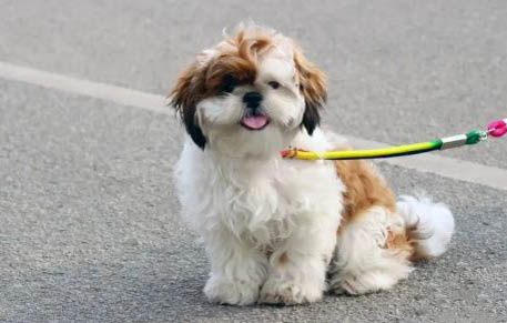 西施犬价格贵的原因及处理方法