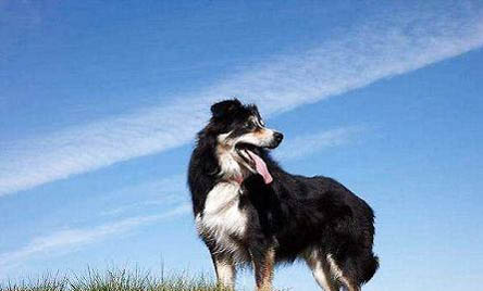 边境牧羊犬一般多少钱一只