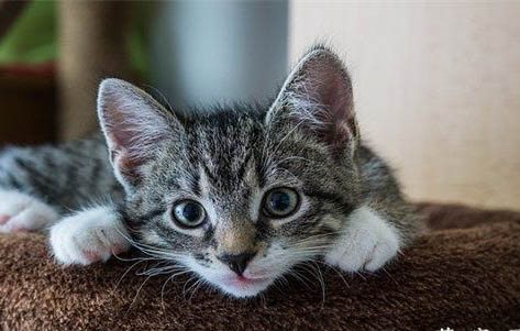 猫咪突然腿瘸,可能是这三个原因!