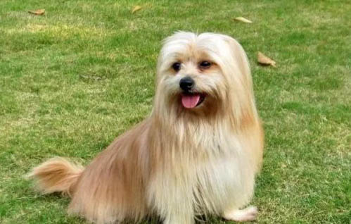 西施犬感冒期间可以体内驱虫吗