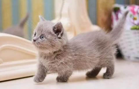 如何训练曼基康猫打滚