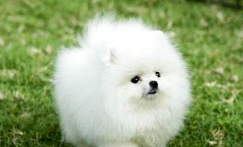 博美犬哪里买