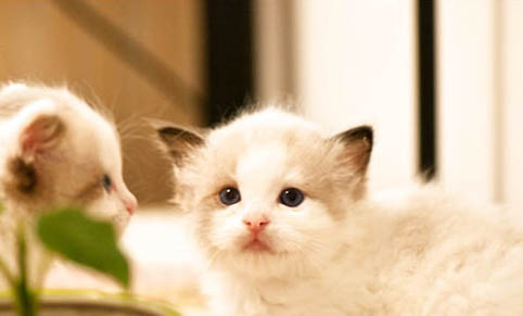 多少天的小猫会自己排便