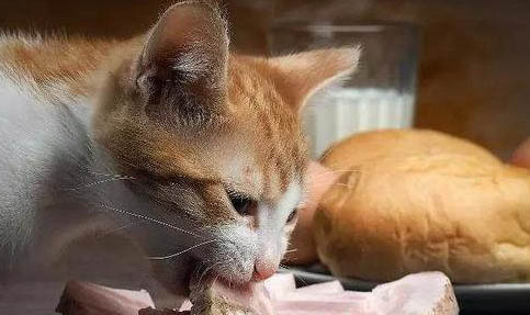猫咪一般几个月的时候发情