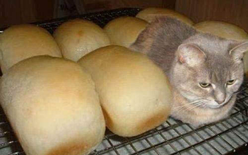 猫咪坐车要多久才算安全