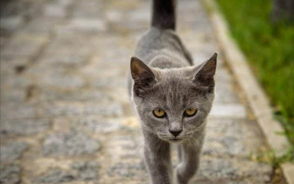 小猫瞳孔放大变成黑色怎么回事啊