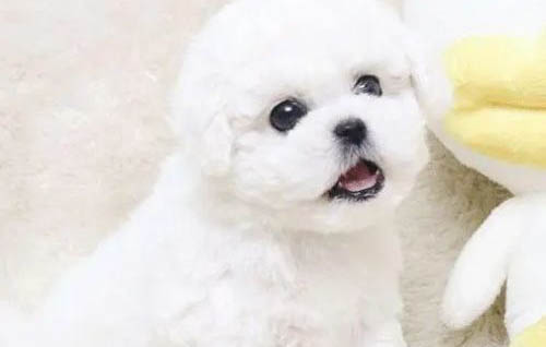 狗狗吃巧克力后的症状有哪些