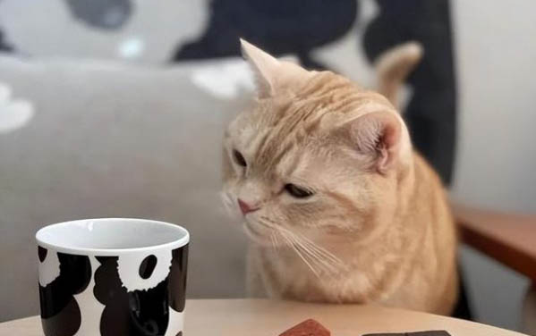 猫咪肚子痛怎么快速缓解