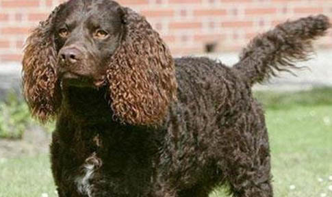 不列塔尼猎犬哪里有卖