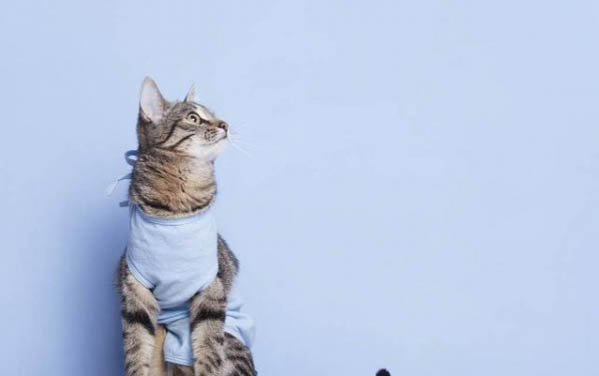 猫咪可以吃草莓吗?