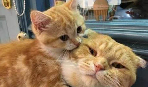 自己给猫打针会怎么样啊