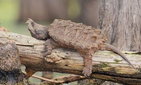 大鳄龟能深水养吗