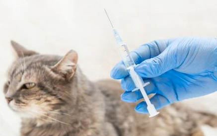 猫咪尿尿拉不出还呕吐怎么办