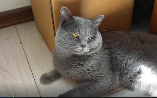 狗狗缺钙抽搐的症状