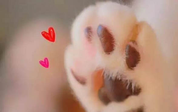 一个月大的小猫拉稀怎么办