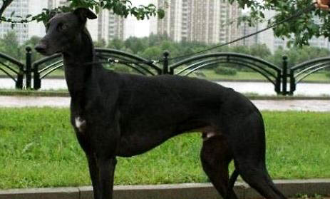 波斯纯种灵缇犬