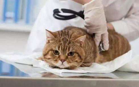 猫咪为什么会传腹各项生理指标