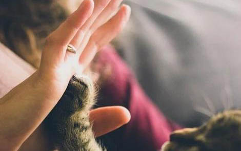 猫可以多久不吃东西