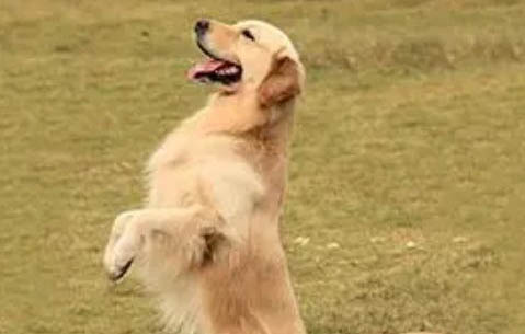 金毛犬多久能长大