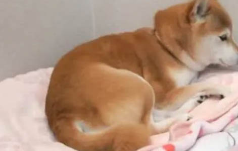 柴犬出生多久性成熟了