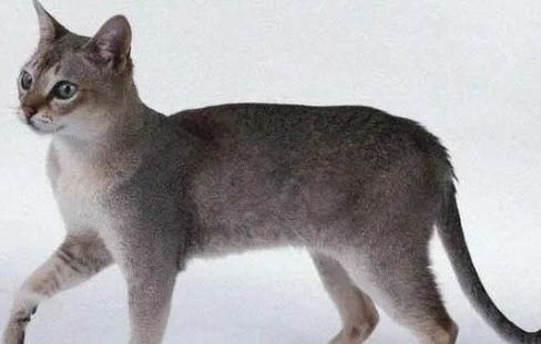新加坡猫拉肚子的原因及处理方法