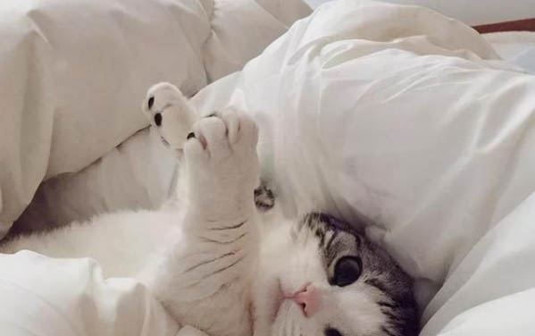 怎样防止猫咬线