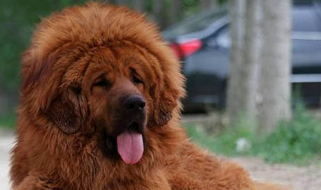 哪里有藏獒幼犬出售