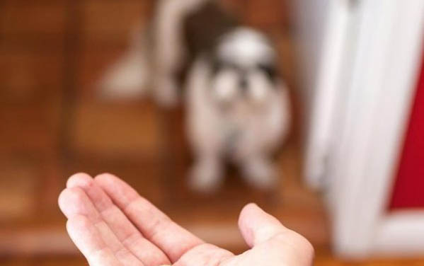 棉花面纱犬哪里有卖