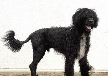 葡萄牙水犬价格多少钱一只