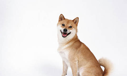 哪里买狗比较靠谱
