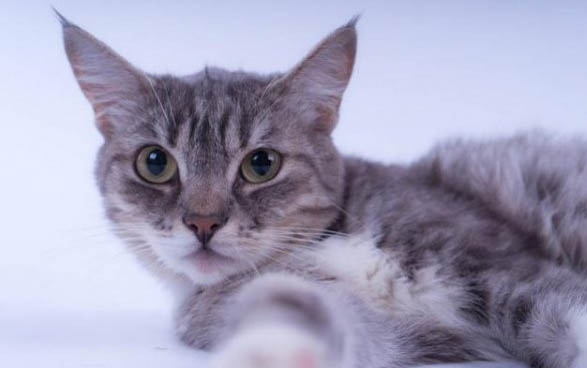 猫咪一般可以饿几天