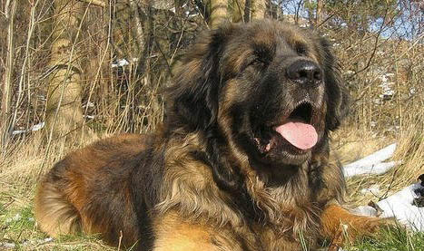兰波格犬吐清水的原因及处理方法