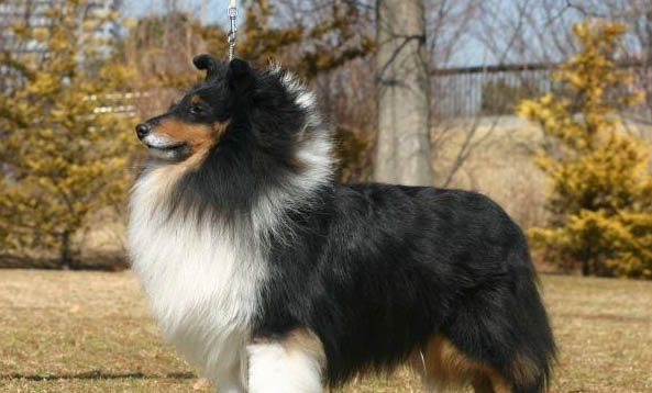 英国古代牧羊犬拉丁名称