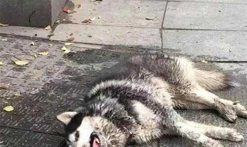 狗狗最后一口气要撑多久