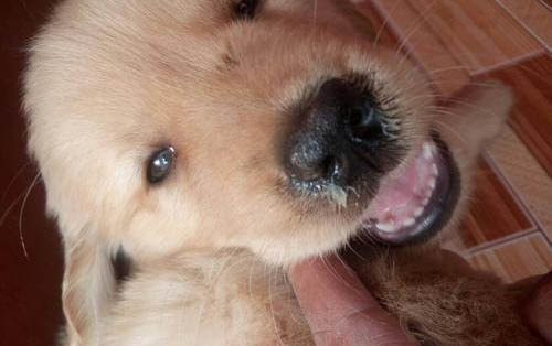 狼青犬2个月幼犬照片