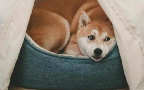 狗狗吃完拜耳多久可以吃球虫药