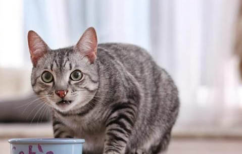 猫咪不出门需要体外驱虫吗