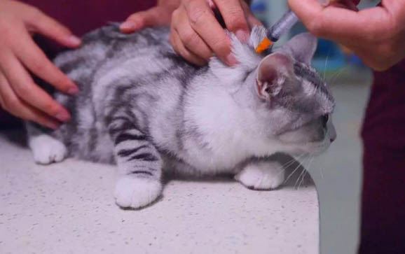 接触过猫鼻支的猫会被传染吗