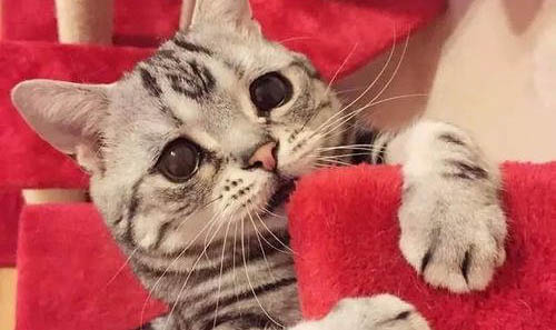 为什么猫咪瞳孔有的很小呢